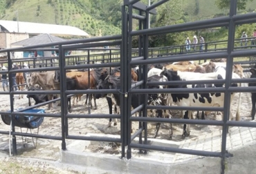 Los propietarios de ganado en el departamento occidental buscan alternativas para ofrecer sus bovinos. Foto: ica.gov.co Ganaderos Chocó 2018, venta de ganado de Chocó, comercialización ganado Chocó, precio ganado Chocó, Federación Departamental de Ganaderos del Chocó, Feganachocó, dificultades de ganaderos del Chocó, ganaderos Chocó noticias, ganado Chocó, ganado Chocó cifras, reclamo ganaderos Chocó, CONtexto ganadero, ganaderos colombia, noticias ganaderas colombia