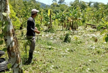 Una de las iniciativas de la Universidad de Pamplona le apunta a fortalecer la producción de cacao. Foto: Unipamplona. Ganadería, ganadería colombia, noticias ganaderas, noticias ganaderas colombia, CONtexto ganadero, Órgano Colegiado de Administración y Decisión, Ocad, producción sostenible de cerdos, Chinacota, Durania, Arboledas, Ocaña, El Carmen, La Playa, Bucarasica, Gramalote, Lourdes, San Cayetano, El Zulia, Mónica Andrea Puerto Méndez, coordinadora proyectos de regalía, plataforma GESPROY, Gobernación de Norte de Santander, Universidad de Pamplona, implementación de sistemas silvopastoriles, compra de maquinaria agr