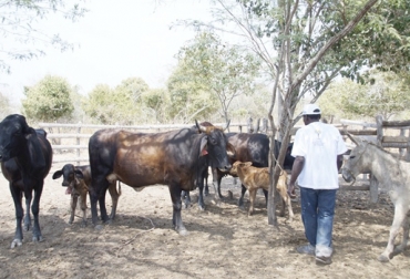 Debido a la intensidad del fenómeno de El Niño, muchos ganaderos de Magdalena no tienen alimento para sus ganados. Foto: elvocerodelaprovincia.com Ganaderos Magdalena enero 2019, producción leche Magdalena, ganaderos Magdalena 2019, escasez de agua, afectaciones Magdalena fenómeno de El Niño, ganaderos dedicados a la producción de leche, ganaderos de magdalena, verano Magdalena, ganadería Magdalena verano, régimen de lluvias en Magdalena, ganaderos afectados falta de agua, CONtexto ganadero, ganaderos colombia, noticias ganaderas colombia