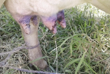 Ya se confirmaron 2 casos en San Gil (Santander) y hay sospecha de otros cuantos en los alrededores de Chinquinquirá y Saboyá (Boyacá). Foto: La Voz del Cinaruco Casos de estomatitis en Boyacá y Santander, estomatitis Colombia, estomatitis New Jersey, estomatitis New Jersey Colombia, estomatitis bovinos, vacuna contra estomatitis, vacuna estomatitis Colombia, estomatitis, costos asociados a la estomatitis, casos estomatitis, Ganadería, Ganadería colombiana, noticias ganaderas, noticias ganaderas colombia, CONtexto ganadero