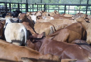 “Mi propósito es generar confort al hato bovino”, dijo ganadero. Foto: Solucionesgeneticasbovinas WordPress.com 2 acciones para protegerse del cambio climático, dividir potreros y sembrar árboles, aumentar producción, conservar sombra, protege de variaciones climáticas, Magdalena Medio, finca de ceba, trihibridos, flujo de caja permanente, CONtexto ganadero, noticias de ganadería colombiana.
