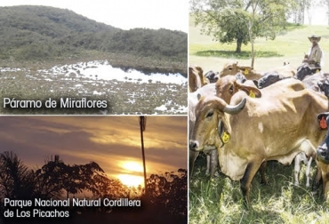 “Ajustaremos nuestros esquemas productivos a las nuevas disposiciones de la conservación forestal”, dijo Alonso Lombana. Foto: cam.gov.co - Parques Nacionales Naturales de Colombia - calendario-colombia.com Ganaderos acondicionarán esquemas al de reservas naturales, parques Miraflores y Picachos, reserva forestal y ecológica, capacitación normatividad de conservación, conocimiento ecológico, sistemas silvopastoriles, CONtexto ganadero, noticias de ganadería colombiana.