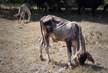 “Los bovinos pierden peso y masa corporal rápidamente” dijo Juan Carlos Romero. Foto: Fabián Yáñez En Sucre solicitan ayuda al gobierno, inclemencia de El Niño, trashumancia, sequía, extremo verano, pérdida de masa corporal, pérdida de peso rápida, insumos alimenticios, bodegas de alimentos, descarte de animales, muerte de animales, CONtexto ganadero, noticias de ganadería colombiana.