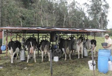“Solicitamos suplementos alimenticios para 600 ganaderos de cada uno de los 10 municipios del Valle de Ubaté”, dijo Guiovanni Pinilla. Foto: La Guía Cundinamarca 10 componentes que agobian producción en Valle de Ubaté, altas temperaturas en el día, bajas temperaturas en la noche, bajón productivo, baja precio de leche, escasez de pastos, duplican precios de heno, suplementos alimenticios, CONtexto ganadero, noticias de ganadería colombiana.