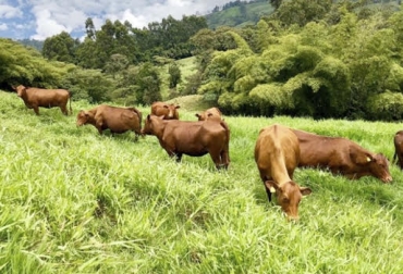 “Manejo de la parafiscalidad tiene una gran incidencia en el desarrollo de la competitividad ganadera”, dijo Mario Álvarez. Foto: Agropecuaria la Magnolia Ganadería requiere visión, empresario de Antioquia, prospectiva ganadera, trabajo conjunto con el gobierno, indicadores son la base del negocio, vaivén de la parafiscalidad, seguridad alimentaria, CONtexto ganadero, noticias de ganadería colombiana.