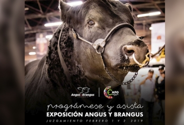 No se pierda el juzgamiento de los animales Brangus este fin de semana en Expomalocas. Foto: Instagram de la Asociación Angus & Brangus de Colombia ExpoMalocas, expomalocas 2019, feria de las malocas, feria malocas 2019, Comité de Ganaderos del Meta, Feria Asociación Angus & Brangus 2019, Feria AsoAngusBrangus 2019, Comprar Brangus en Colombia, evento Brangus 2019, día de campo Angus, día de campo brangus, noticias Angus Colombia, noticias Brangus Colombia, información Brangus Colombia, Asociación Angus & Brangus, CONtexto ganadero, ganaderos colombia, noticias ganaderas colombia