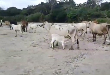 Así se ve el panorama en Murindó, principalmente por el río que está seco debido a la falta de lluvias y la sedimentación. Foto: Youtube.com Ganaderos de Murindó, ganaderos de Murindó Antioquia, fenómeno de el niño 2019, ganaderos fenómeno de El Niño 2019, desviación río Murindó, río Murindó, Murindó Antioquia 2019, ganadería colombia, ganaderos fenómeno de El Niño, ganaderos colombia, noticias ganaderas colombia, CONtexto ganadero
