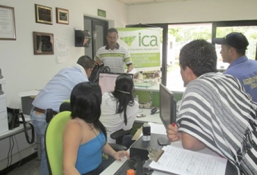 Los productores de Saravena (Arauca) se quejan porque, según ellos, el trámite de expedición de guías está demorando hasta días. Foto: Agronet Guías movilización Saravena Arauca enero 2019, guías Saravena, Saravena Arauca enero 2019, Oficina ICA guías, oficina ICA ganaderos, Instituto Colombiano Agropecuario, ICA, Guías de Movilización, ICA no expide guías movilización, ganaderos afectados por el ICA, movilización de ganados en Colombia, problemas del ICA en regiones de Colombia, Falta de personal y comunicación del ICA, CONtexto ganadero, ganaderos colombia, noticias ganaderas colombia