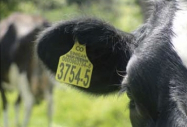 La aplicación del DIN es apenas uno de los componentes de la trazabilidad bovina, señaló el gerente del programa IdentifICA. Foto: Fedegán Aspectos de la trazabilidad bovina, programa de trazabilidad bovina en Colombia, avances trazabilidad bovina, anuncios del MinAgricultura trazabilidad, avances de trazabilidad, trazabilidad bovina colombia, trazabilidad bovina noticias, trazabilidad bovina ica colombia, trazabilidad bovina fedegán, trazabilidad bovina ica avances, CONtexto ganadero, ganaderos colombia, noticias ganaderas colombia