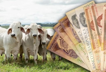 Lograr los 4 propósitos planteados para el 2019, permitirá que los ganaderos santandereanos tengan un mejor flujo de caja. Foto: CONtexto ganadero. Ganadería, ganadería colombia, noticias ganaderas, noticias ganaderas colombia, CONtexto ganadero, santander, fedegasán, ganaderos de santander, ganadería santander, federación de ganaderos de santander, fortalecimiento gremial, seguridad santander, carne, carne santander, producción carne santander,