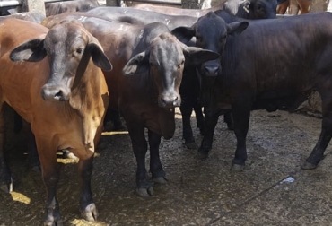 Este es uno de los lotes ganadores del concurso de ganado gordo de la pasada versión de Expomalocas 2019. Foto: Cortesía Brangus concurso ganado gordo Expomalocas 2019, ExpoMalocas, expomalocas 2019, feria de las malocas, feria malocas 2019, Comité de Ganaderos del Meta, Feria Asociación Angus & Brangus 2019, Feria AsoAngusBrangus 2019, Comprar Brangus en Colombia, evento Brangus 2019, día de campo Angus, día de campo brangus, noticias Angus Colombia, noticias Brangus Colombia, información Brangus Colombia, Asociación Angus & Brangus, CONtexto ganadero, ganaderos colombia, noticias ganaderas colombia