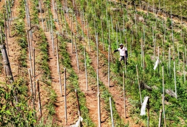 Con este método se vieron beneficiados 330 productores agrícolas de 18 municipios antioqueños. Foto: Gobernación de Antioquia. Ganadería, ganadería colombia, noticias ganaderas, noticias ganaderas colombia, CONtexto ganadero, disminución de gases de efecto invernadero, cambio climático, envaraderas de madera, Gobernación de Antioquia, Cornare, tala anual de 150 mil árboles, Secretaría de Medio Ambiente de Antioquia, Antioquia,
