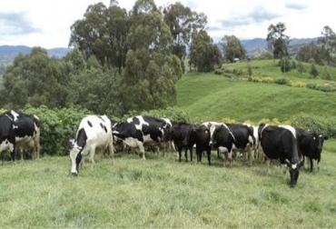 “Es indispensable mantener los animales solo unas horas en cada potrero”, dijo Felipe Aristizabal. Foto: Contextoganadero.com Cuatro pilares para mantenerse en el mercado, suelos sanos y vivos, máxima carga y mínima ocupación, poco tiempo de ocupación, mayor tiempo de recuperación, producir más litros por hectárea al año, producir más kilos por hectárea al año, producir a menor costo, producción basada en pastoreo, CONtexto ganadero, noticias de ganadería colombiana.