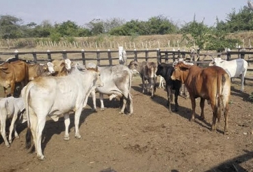 “Podemos estar seguros que por lógica se va a presentar un descenso del abigeato, dijo Rafael Amaris. Foto: emisoraatlantico.com.co Abigeato en Atlántico, firmeza de las autoridades, contrarrestar el hurto de ganado, debilitar el abigeato, ley de abigeato, captura de bandas, hurto de ganado continua en Atlántico, gestión de fuerza pública, consecuencia de la ley, aplicar ley de abigeato, CONtexto ganadero, noticias de ganadería colombiana.