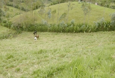 “El árbol con la caída de hojas, ramas, flores y frutos forma un microclima que ayuda a mejorar las condiciones del pasto”, dijeron Navia, Muñoz y Solarte. Foto: Cultura Empresarial Ganadera Zonas de Nariño no conocen bondades de cercas vivas, árboles para división de potreros, Eucalipto (Eucalyptus globulus), Ciprés (Cupressus lucitanica), Grandes extensiones de pastos en Guachucal, cuenta con Fincas pequeñas de Cumbal, investigación Universidad de Nariño, especies arbóreas nativas, CONtexto ganadero, noticias de ganadería colobmiana.