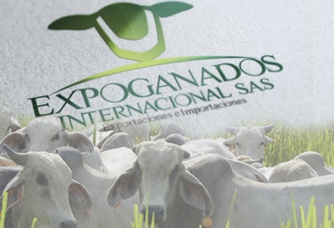 “Exportaremos 4.300 cabezas que proceden de ganaderías de los departamentos de Bolívar, Sucre, Atlántico y Magdalena”, dijo Miguel Dulcey. Foto: expoganadosinternacional.com Expoganados Internacional S.A.S., reapertura de mercados, gestión de reapertura de mercados, canasta exportadora, exportaciones a Rusia, exportaciones a Líbano, profundización de comercio exterior, materia prima, ganado en pie para exportar, confianza de mercados, Contexto ganadero, noticias de ganadería colombiana.