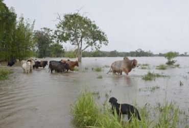 “En un solo mes el precio del macho de levante se ha disminuido en 37,7 por ciento”, dijo Albeiro Palomo. Foto: tucaqueta.com Especulación de precios en Albania y Valparaíso, ganado de Caquetá, lluvias permanentes, desplome de precios, macho de levante, ganado extra, tierras altas, arriendo de pastos, obligados a vender ganado, ganaderos solicitan no especular, CONtexto ganadero, noticias de ganadería colombiana.