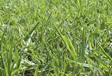 “El pasto Kikuyo es tolerante a las heladas y a las sequías, se adapta a diferentes alturas sobre el nivel del mar y también funciona en zonas cálidas”, dijo Miguel Escobar. Foto: pastoranchosanjose.com Kikuyo, mayor producción en Ubaté, estudio Universidad Nacional, menor producción en Tausa, producción depende de altura, rebrote, a mayor rebrote menor nutrición, resiste las sequias, kikuyo tolera heladas, kikuyo se adapta a climas cálidos, CONtexto ganadero, noticias de ganadería colombiana.