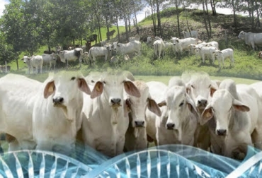 “Silvopastoriles suministran un mejoramiento sin precedentes en la productividad e igualmente en la reproductividad de los animales”, dijo Julieth Baos. Foto: Fedegán - www.ciberned.es - diariolaeconomia.com. En Sucre - Cauca utilizan IATF, mejoramiento de preñez, mejoramiento genético, nutrición y silvopastoriles, mejoramiento del costo beneficio, aumento de especies arbóreas, SSP nutrición, reproducción y genética, CONtexto ganadero, noticias de ganadería colombiana.