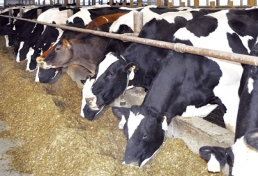 “Alto contenido de Nitrógeno disminuye la proteína de la leche, y a la vez, reduce el tiempo de lactancia”, dijo Laura Alejandra Flórez Gómez. Foto: Actualidad Ganadera Use menor porcentaje de Nitrógeno y obtenga mayor productividad, vacas Holstein, Nitrógeno y proteína cruda, reducción de tiempo de lactancia, efectos adversos en reproducción, exceso de amonio ruminal, CONtexto ganadero, noticias de ganadería colombiana.