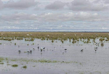 “De 1 millón 500 mil hectáreas que conforman las sabanas inundables de Arauca, solo 400 mil albergan la totalidad del hato bovino”, dijo Luis Rodríguez. Foto: minambiente.gov.co Sabanas inundables de Arauca, conservar esquemas natural, volver productivas las sabanas, gran parte del año inundables, conservar esquemas naturales, 30 por ciento del suelo es usado, 10 recomendaciones probadas y aplicadas, CONte4xto ganadero, noticias de ganadería colombiana.