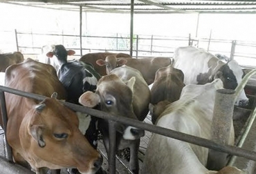 “Pequeños productores no pagan los altos costos del sacrificio formal”, dijo Edgar Solano Suárez. Foto: Noticias Barrancabermeja Sacrificio clandestino en Barrancabermeja, sacrifican en pastizales, informalidad, conocimiento sobre sanidad animal, planta de beneficio cerrada, capacitación, sanidad e inocuidad de subproductos cárnicos, CONtexto ganadero, noticias de ganadería colombiana.