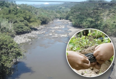“Constitución de especies arbóreas se convirtió en una actividad frecuente en la ganadería bovina de la región”, dijo Carlos Andrés Pinilla Galvis. Foto: es.wikipedia.org - elinformador.com.co Hoya del Río Suárez, siembra de árboles, ahorro de alimentos, bodegas de suplementos alimenticios, constitución de esquemas arbóreos, afectaciones del fenómeno de El Niño, escasez de comida, CONtexto ganadero, noticias de ganadería colombiana.