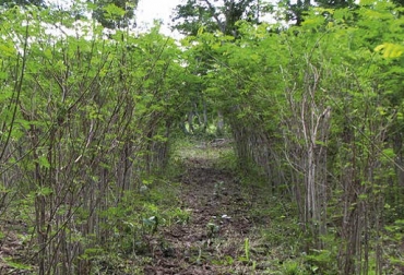 “Actualmente los predios tienen árboles, pastos y otras especies que favorecen al ganado porque les proveen proteína”, dijo Julieth Baos. Foto: cipav.org.co Asogansucre, ganaderos del municipio de Sucre, sur del Cauca, ganaderos implantan sistemas silvopastoriles, siembra de árboles nativos, docel de árboles, corredores de protección, protegen cauce del rio Mazamorras, CONtexto ganadero, noticias de ganadería colombiana.