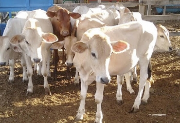 “El mal estado de las vías constituye un gran peligro para los bovinos y su movilidad”, dijo Diego Charry. Foto: clasf.co Vías del Tolima precarias, mal estado de la malla vial, sobrecostos ganaderos, ganadero de ganado de carne, ganadero de cinco décadas productivas, desventaja empresarial, vías impiden el desarrollo, CONtexto ganadero, noticias de ganadería colombiana.