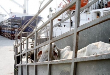 “Expoganados exportará a Irak 4.600 bovinos el próximo 14 de marzo y espera concretar con Líbano otros 5.000 animales”, dijo Miguel Dulcey. Foto: El Universal Dinamizar la demanda de exportaciones, Expoganados Internacional S.A.S., recuperación de precios de ganado, incremento de costos de insumos, incremento de costos de producción, demanda errática, afectación económica, embarque a Irak, posible embarque a Líbano, CONtexto ganadero, noticias de ganadería colombiana.