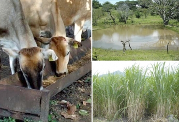 Los ganaderos recurren a los jagüeyes para almacenar agua, así como a hacer silos con pasto de corte para sostenerse en el verano. Foto: YouTube - 2000Agro Ganaderos verano febrero 2019, ganaderos verano agua, verano agua, escasez de agua, afectaciones colombia fenómeno de el niño, ganaderos dedicados a la producción de leche, ganaderos de Magdalena, verano Colombia, ganadería Colombia verano, régimen de lluvias en Colombia, ganaderos afectados falta de agua, CONtexto ganadero, ganaderos colombia, noticias ganaderas colombia