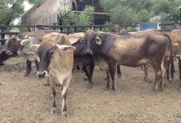 Según Guzmán, 2 de las novillas peladas en uno de los predios correspondían a una venta que él hizo a otro ganadero. Foto: ibague.olx.com.co Carneo Cauca 2019, abigeato cauca, abigeato Cauca 2019, carneo Cauca, pelan reses en Cauca, Caso carneo Cauca febrero 2019, Samuel Guzmán, carneo de ganado en Cauca 2019, robo de animales en Cauca, sacrificio ilegal en Cauca, falta de control de las autoridades, preocupación en sector ganadero de Cauca, Comité de Ganaderos del Cauca, CONtexto ganadero, ganaderos colombia, noticias ganaderas colombia