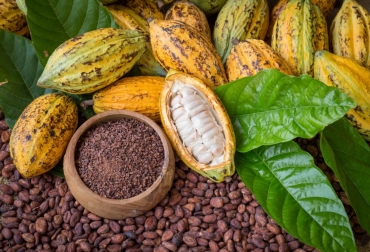 Productos como el cacao estarán en la muestra agropecuaria. Foto: buscaempresas.co Ganadería, ganadería colombia, noticias ganaderas, noticias ganaderas colombia, CONtexto ganadero, Centro Administrativo Departamental, El Campo se Transforma En Grande, Jaime Alberto Garzón Araque, secretario de Agricultura y Desarrollo Rural, cacao, lácteo, fique, apicultura, fruta pequeña, panela, hortalizas, maderas, Fondo Empresarial Agroindustrial, Antioquia Siembra, Banco Agrario