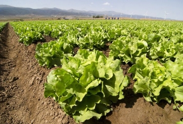 Con una inversión de $14 mil 375 millones, el proyecto trabajará con cultivos como papa, arracacha, auyama, zanahoria o cítricos. Foto: fruittoday.com. Ganadería, ganadería colombia, noticias ganaderas, noticias ganaderas colombia, CONtexto ganadero, Boyacá Agro, competitividad del campo, Desarrollo estratégico agroecológico para el fortalecimiento del sector productivo en el departamento, Nuevo Colón, Gachantivá, Maripí, La Capilla, Tuta, Santa María, Zetaquira, Chitaraque, Ana Isabel Bernal Camargo, Secretaría de Planeación, Martha Suaréz Sánchez, profesional en ingeniería agropecuaria, papa, arracacha, ahuyama, zanahoria, cítricos, ciruela, durazno, mor