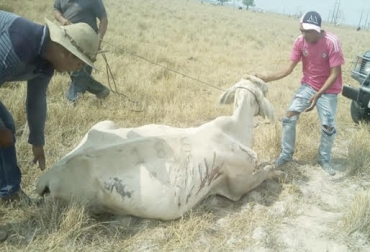 El ganado está muriendo en Arauca por falta de comida. Foto: meridiano70.co/ ganadería, ganadería colombia, noticias ganadera colombia, contexto ganadero, lluvias, arauca, invierno, sequia, suelos, verano, mortalidad, alcaldía Arauca, gestión de riesgo, ganado, muere ganado, agua, lluvias, escasez de lluvia, comida, animales, productores, ganaderos, ganaderos Colombia, secos, prados, pastos