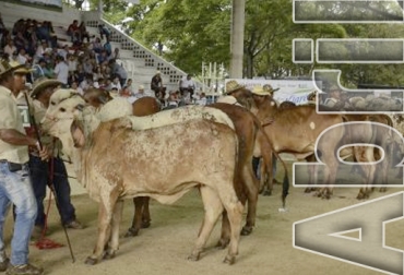 Además de la celebración de la Semana Santa, este mes de abril trae varios eventos feriales y académicos para los ganaderos. Foto: El Heraldo Eventos ganaderos abril 2019, cursos ganaderos, eventos ganaderos de 2019, ferias ganaderas de 2018, Ferias ganaderas Colombia abril 2019, ferias ganaderas Colombia 2019, ferias ganaderas abril 2019, ferias, Ferias Ganaderas, ferias Colombia, Eventos ganaderos, eventos ganaderos colombia, feria ganadera abril 2019, CONtexto ganadero, ganaderos colombia, ganadería colombia, noticias ganaderas colombia