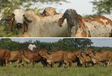 En el evento de Puerto Boyacá, se juzgarán 130 bovinos Brahman gris y rojo, así como 90 ejemplares Gyr. Foto: asocebu.com Exposición ganadera Puerto Boyacá, Exposición ganadera Puerto Boyacá 2019, XIII Exposición Ganado Cebú Puro Puerto Boyacá, Expobrahman Puerto Boyacá, feria ganadera puerto boyacá, proyecto Coliseo Puerto Boyacá, coliseo de ferias de Puerto Boyacá, VII Expogyr Puerto Boyacá, Asociación Regional de Ganaderos de Puerto Boyacá, Asoregan, inversión para coliseo de ferias Puerto Boyacá, CONtexto ganadero, ganaderos colombia, noticias ganaderas colombia