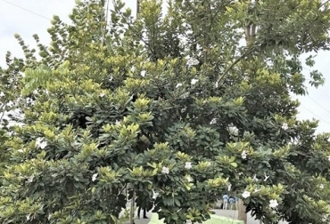“El árbol Aceituno se conserva y se reproduce de manera natural, simplemente los frutos caen a las praderas y ahí crece un nuevo árbol”, dijo José Antonio Velásquez. Foto: arbolesyfloresmarilin.wordpress.com Árbol aceituno, Simarouba o amara, longevo, alto, sirve de sombra a praderas y bovinos, Aceituno es considerado de alto valor ecológico, Aceituno es compatible con microrganismos del suelos, CONtexto ganadero, noticias de ganadería colombiana.