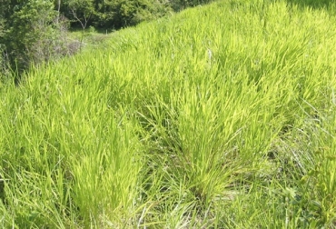 “Macollo entre 2 y 6 hojas de Brachiaria, disminuyó la proteína cruda de 11.6 a 8.7 por ciento”, sostuvo Diana Manrique. Foto: abc.finkeros.com Macollos de Brachiaria decumbens, macollos de 3 y 4 hojas máximo, a mayor número de hojas menor proteína, hasta la 3 hoja es verde, disminución de digestibilidad, Universidad Nacional, Piedemonte llanero, CONtexto ganadero, noticias de ganadería colombiana.