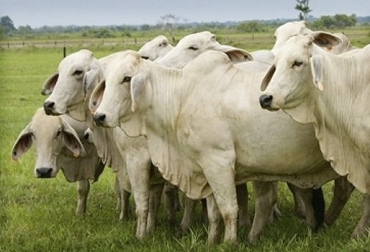 “Al establecer la monta estacional se lograría disminuir la pérdida de celos, y asimismo, aumentar las tasas de gestación”, dijeron Oscar Navarro y César Ladino. Foto: Juan Rafael Restrepo Crear monta estacional con Brahman, sabana inundable de la Orinoquia, monta cíclica en primer trimestre, fuertes condiciones climáticas, manejo extensivo, Bos indicus y capacidades reproductivas, disminuir pérdida de celos, aumento de tasas de gestación, CONtexto ganadero, noticias de ganadería colombiana.