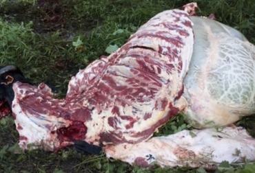 “Carne procedente del carneo la comercializan a precios más bajos en las partes periféricas de la ciudad de Neiva”, aseguró Luis María Roulle. Foto: Cortesia Seis casos de carneo en una semana en Huila, hurtan vacas, hurtan vacas y las someten al carneo, norte y centro del Huila, comercializan en periferia de Neiva, venden a más bajo precio, atracos a fincas, toban maquinaria y guadañas, roban cables de cobre, delincuencia común, CONtexto ganadero, noticias de ganadería colombiana.