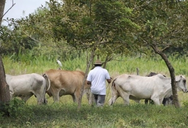 “Ese precio es el reflejo de la difícil situación de la ganadería de esta región del territorio colombiano que fue golpeada fuertemente por el verano”, dijo Paola Castro de Nariño. Foto: Perulactea Orinoquia pagan $2.800 kilo en pie por vaca, difícil situación de la ganadería, Orinoquia azotada por el verano, praderas afectadas, ganado desmejorado, incendios forestales, bovinos muertos, entrarían las aguas, mejorarían praderas, aumentarían carga animal, mejorarían precios, CONtexto ganadero, noticias de ganadería colombiana.