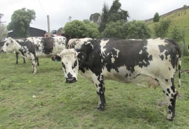 “Se deduce, sin temor a equivocarme, que se llevaron grandes cantidades de bovinos a otras regiones del país”, dijo ganadero quien pidió reserva de su identidad. Foto: ica.gov.co Disminución del hato bovino, Valle de Ubaté, bajos precios del ganado, plazas con bajos precios, compradores de ganado, aprovechan situación de pequeños productores, compran a bajos precios, necesidades de los ganaderos, llevan ganado a otras regiones, CONtexto ganadero, noticias de ganadería colombiana.
