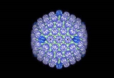 “El BHV-1 ha sido clasificado en cinco subtipos que afectan los bovinos en su respiración, los genitales y el sistema nervioso”, dijo Natalia Materon Ruiz. Foto: SlidePlayer Estrés exterioriza el Herpesvirus bovino tipo 1, BHV-1 afecta respiración y genitales, BHV-1 afecta sistema nervioso, BHV-1 pasa desapercibido, muerte embrionaria, perdidas económicas a ganadería, reactivación y reexcreción, técnicas diagnósticas PCR y Elisa, CONtexto ganadero, noticias de ganadería colombiana.