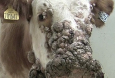 “Papilomatosis cutánea en bovinos fue reportada como la tercera causa, neoplásica en rumiantes del nordeste brasilero”, afirmó investigación de las universidades de Córdoba y Sucre. Foto: AgroNeto Papilomatosis cutánea, segunda enfermedad animal en Córdoba, cuarta patología animal de Córdoba, enfermedad que afecta a machos y hembras, afecta la cabeza, la mitad de PCB afecta todo el cuerpo, lesiones pediculadas (forma de coliflor), lesiones exofíticas e hiper queratinizadas de la piel, CONtexto ganadero, noticias de ganadería colombiana.