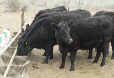 “Mientras el grupo de pastoreo produjo 2,73 embriones de calidad transferible, el suplementado logró 7”, dijeron Pedro Lozada y Álvaro Camacho. Foto: El Rodeo Veterinaria Duplicar producción de embriones, suplementación energética con Minelaza, baja energía, ganaderías especializadas en lechería del trópico alto, Minelaza a base de carbohidratos de caña de azúcar, Minelaza conjugada con macro y micro minerales, Minelaza con vitaminas A y D, Minelaza con vitamina E y complejo B, CONtexto ganadero, noticias de ganadería colombiana.