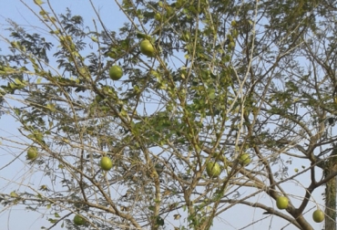 En medio de la sequía, árboles como el guácimo y el algarrobillo han dado frutos que sirven para alimentar a los bovinos. Foto: Cortesía La Guajira Verano, verano guajira, Problemas ganadería Guajira, frutos árboles para sostener al ganado, ganaderos la guajira, Guácimo, Totumo, algarrobillo, Trupillo, Ganaderos La Guajira marzo 2019, ganaderos La Guajira verano marzo 2019, falta de ayudas Gobierno Ganadería Guajira marzo 2019, afectaciones verano ganadería Guajira 2019, suplementos bovinos ganadería Guajira, Proyectos ganaderos La Guajira, CONtexto ganadero, ganaderos colombia, noticias ganaderas colombia