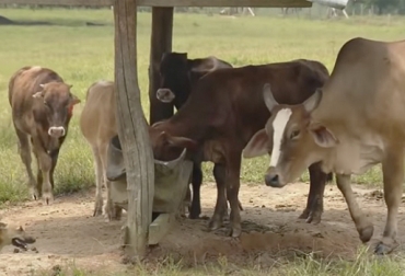 Los ganaderos están preocupados por el represamiento de ganados gordos en Caquetá destinados a Cali. Foto: tucaqueta.com Ganaderos Caquetá 2019, bloqueo vía Panamericana marzo 2019, productores lecheros Caquetá 2019, venta de ganado, venta de ganado Caquetá, venta de ganado gordo Caquetá, ganaderos Caquetá bloqueo 2019, ganaderos Caquetá, paro indígena vía Panamericana 2019, bloqueo vía, comercialización de leche, comercialización ganado, sector ganadero de Caquetá, Ganaderos de Cauca, CONtexto ganadero, ganaderos colombia, noticias ganaderas colombia