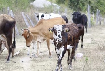“Indígenas Yukpa se amparan en su condición de estado ancestral y realizan contrabando de ganado bovino”, dijo ganadero del Cesar. Foto: elpilon.com.co Indígenas Yukpa ingresan ganado de contrabando, comunidad indígena, guardan bovinos en sus resguardos, negocian bovinos sin control sanitario en el Cesar, ICA negocia con Ministerio del Interior, CONtexto ganadero, noticias de ganadería colombiana.
