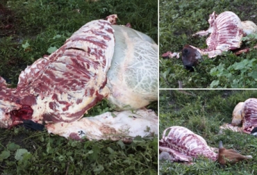 Así quedaron las reses de la ganadera Mónica Lozano, descuartizadas hacia mediados de febrero. Foto: Cortesía Carneo La Mesa Cundinamarca, pelan ganado en La Mesa Cundinamarca, robo de ganado La Mesa 2019, Sacrificio clandestino La Mesa, Asociación Ganaderos La Mesa, Asomegan, La Mesa planta de beneficio, planta de beneficio Las Ceibas, abigeato La Mesa Cundinamarca, abigeato ganaderos La Mesa, CONtexto ganadero, ganaderos colombia, noticias ganaderas colombia